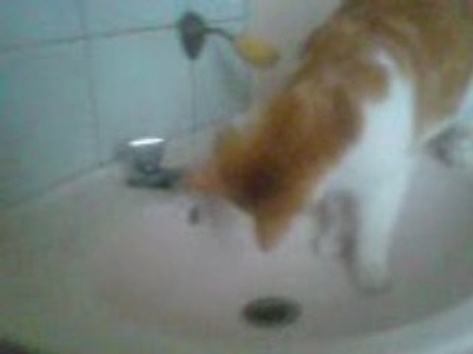Chrou en action ..
