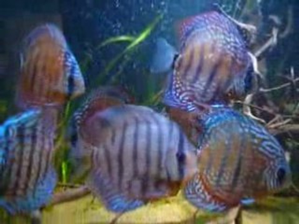 Bac de Discus