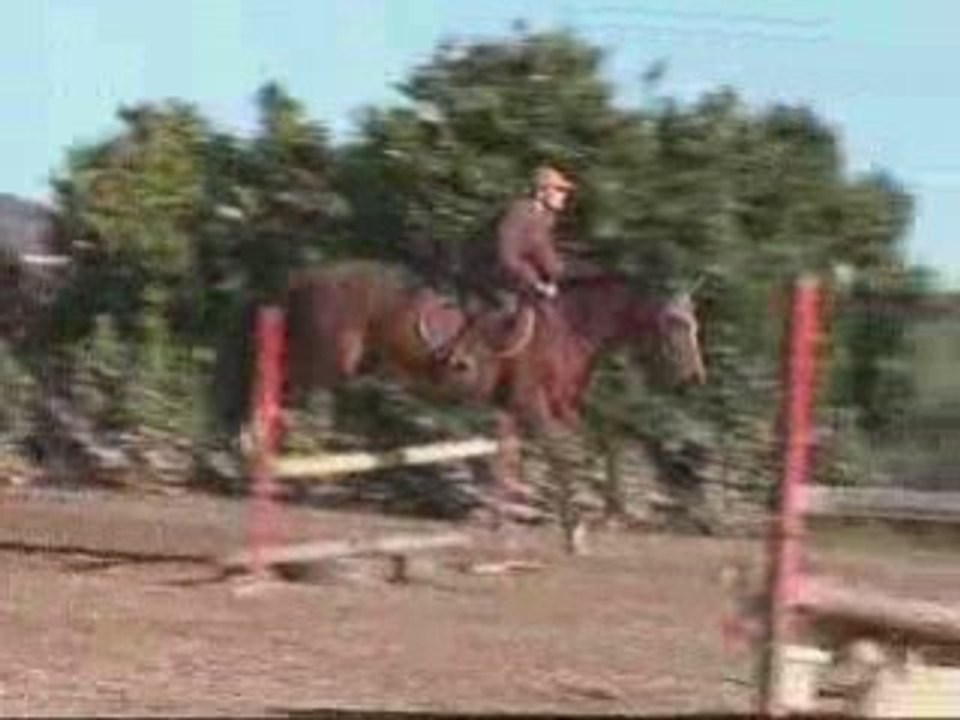 Delphine..Préparation poulain 4 ans p/classiques CSO