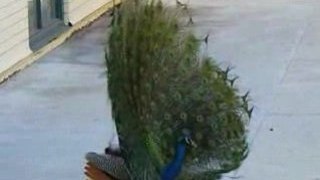 Peacock with Open Feathers