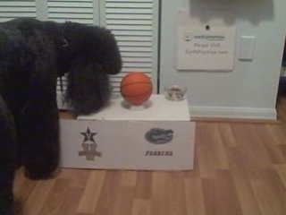 Poodle Picks the Winner of Vandy. vs. Univ. Florida