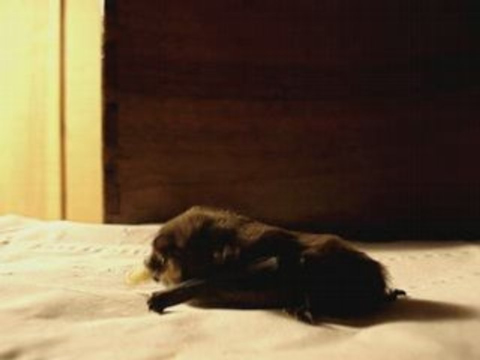 Chauve souris en train de manger une teigne