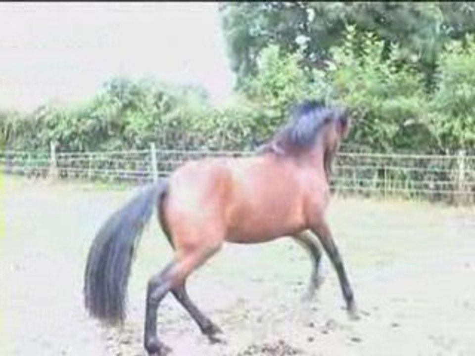 Rialto des Trillers juillet 2008 (1)