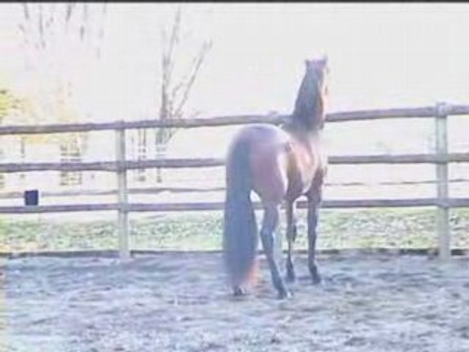 Rialto des Trillers janvier 2009