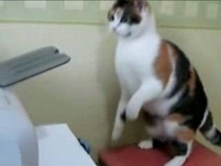 Chat attaquant une imprimante