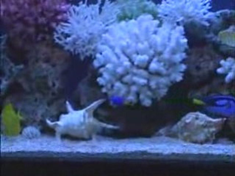 Tropikal Akvaryum Deniz Balıkları