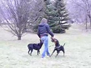 Cayenne obé 253828360