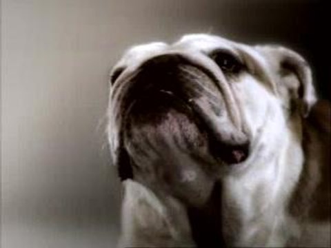 PLEIX - VITALIC - Birds