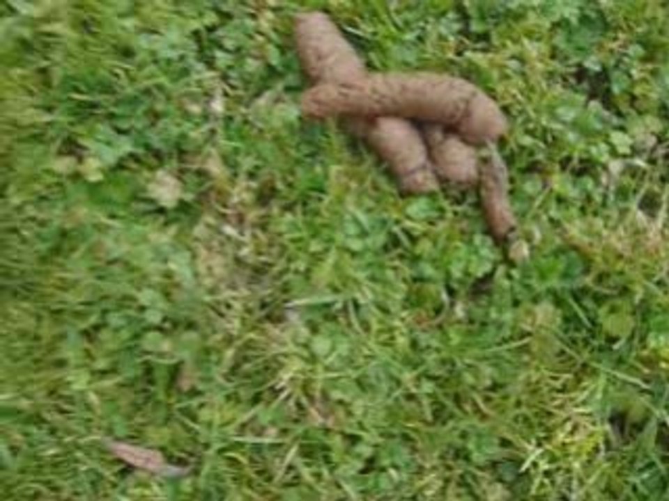lucy nature