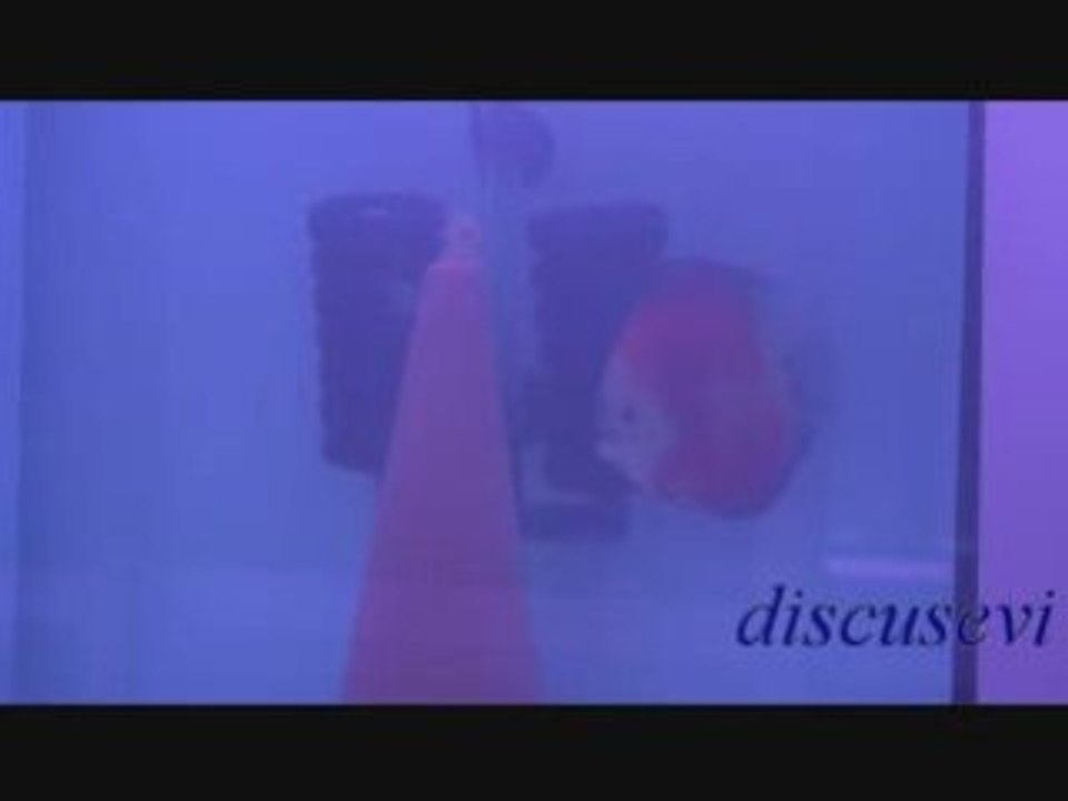 Red Melon Discus Yumurtluyor( discusevi )