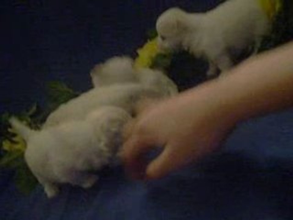S1053786 bébé valse le 23 01 09