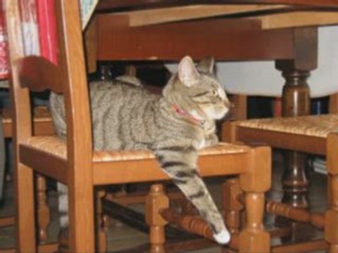 Zita et Socket en vacances