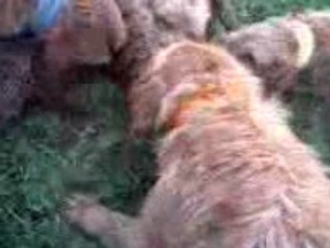 chasse aux chiens courants