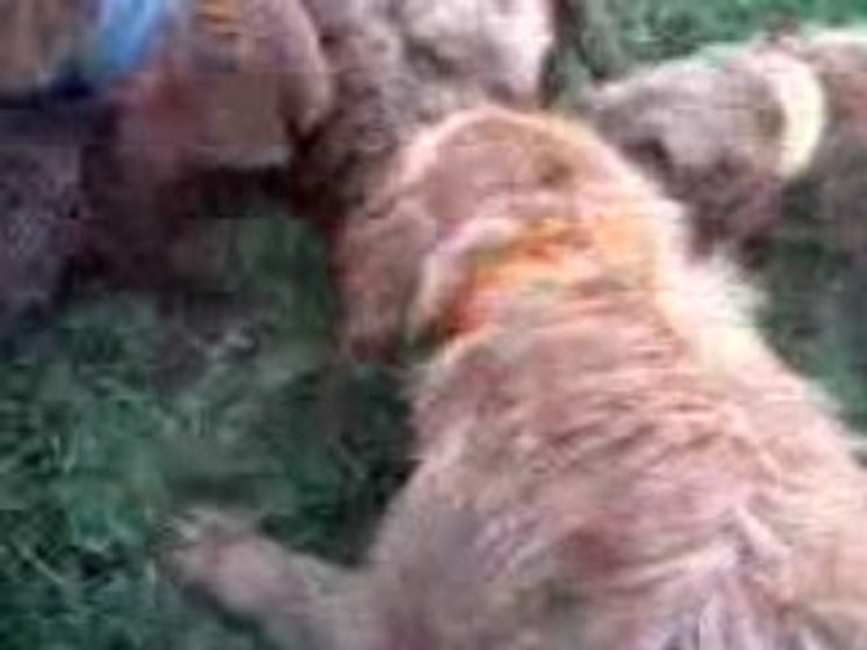 chasse aux chiens courants