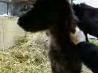 SV_A0063 gratouille1