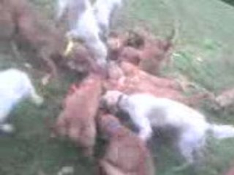 chasse aux chiens courants