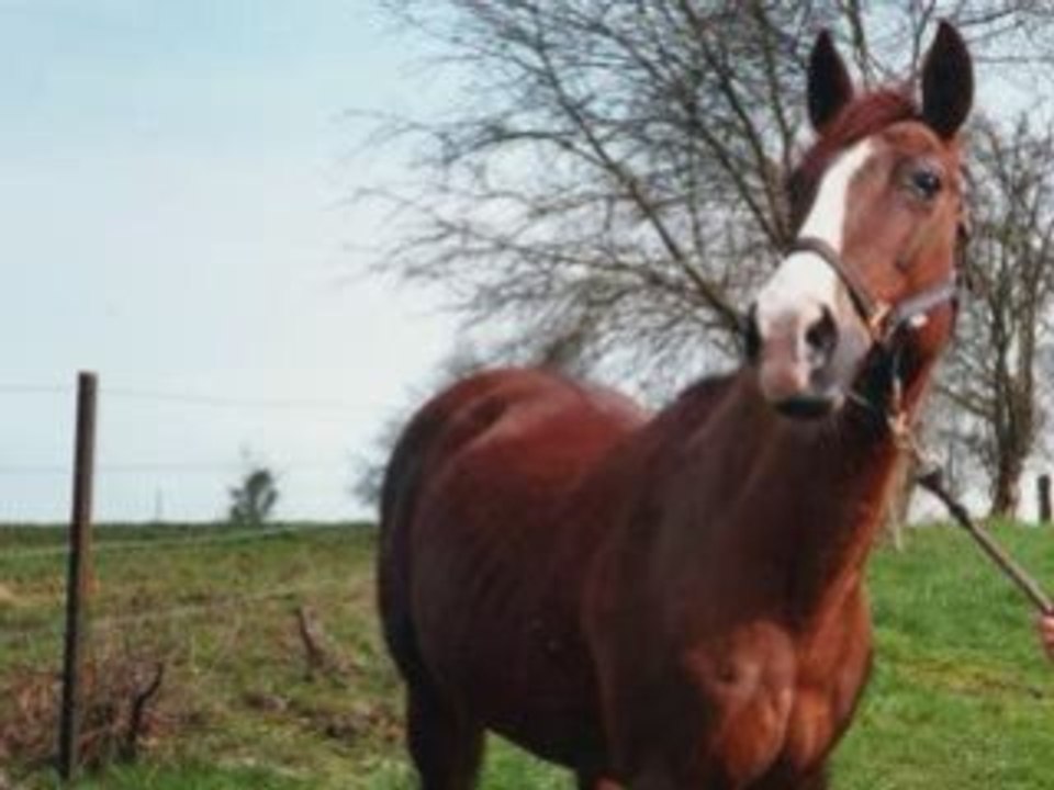 Présentation d'SOS EQUIDES