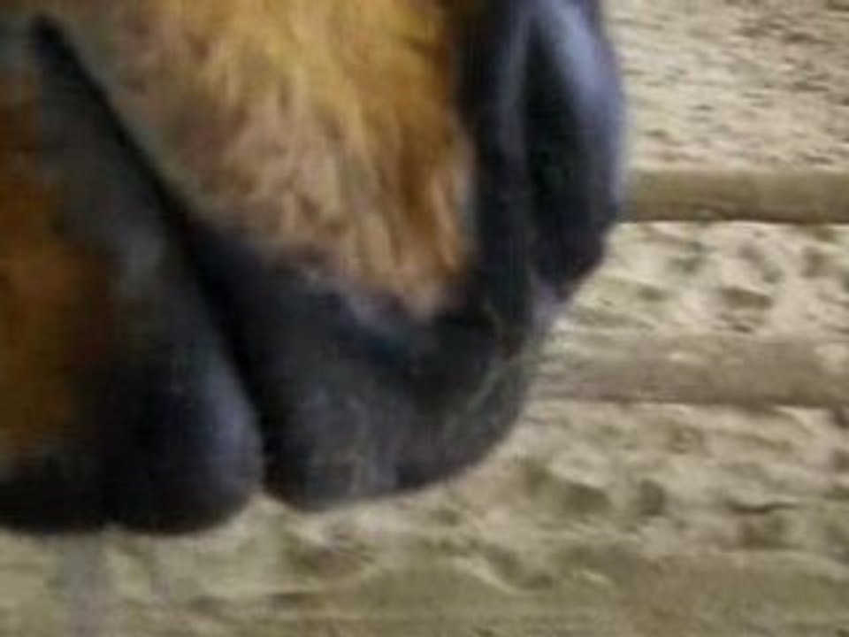 Gratouilles à ananas bis