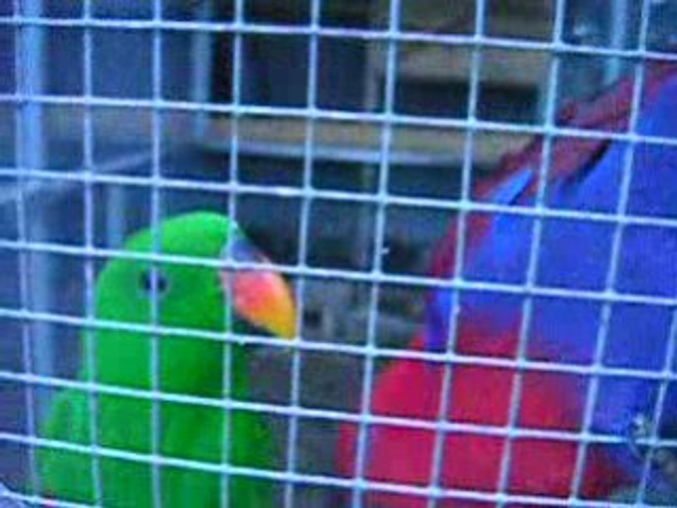 eclectus