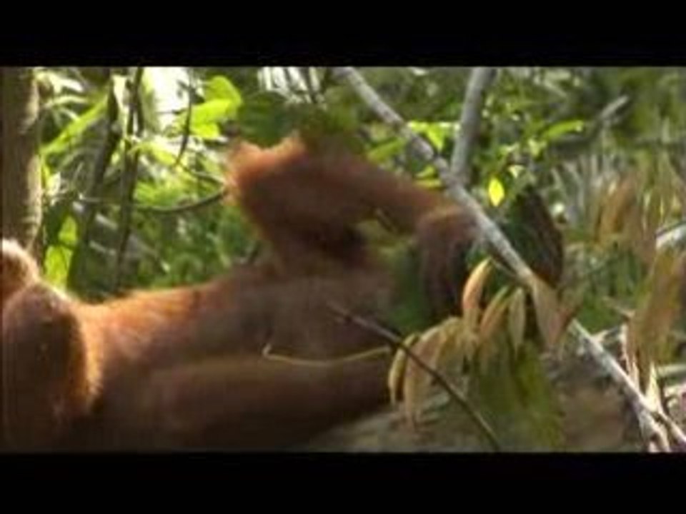 Orangutan Island - Inventive Orangutans