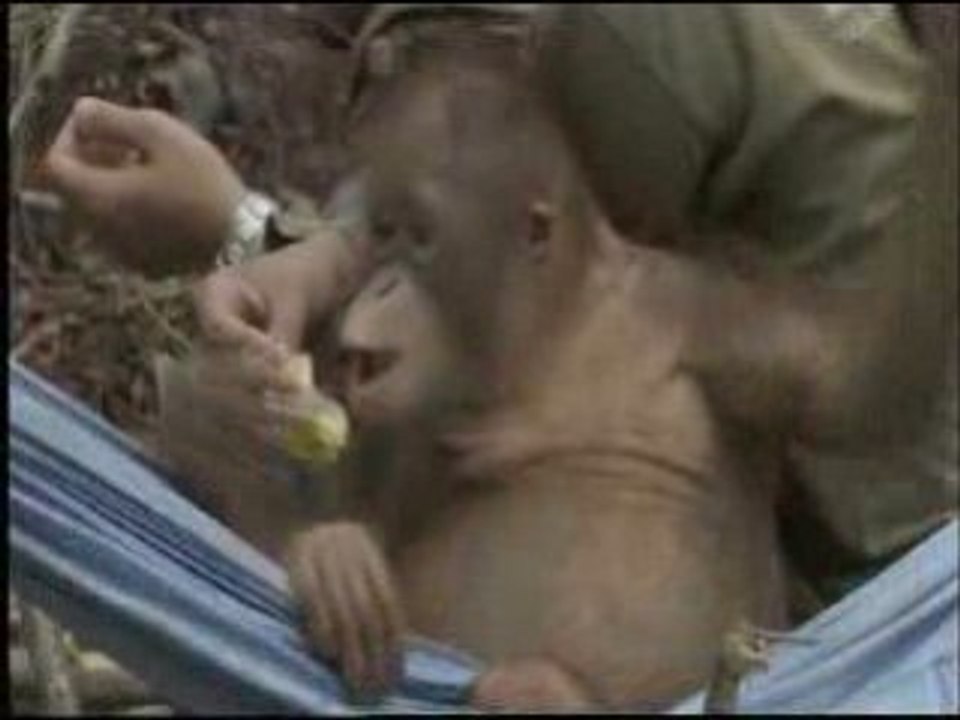 Orangutan Island - Self-Comforting Behavior