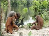 Orangutan Island - Filming Orangutans