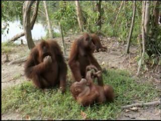 Orangutan Island - Saturnus: Ladies Man?