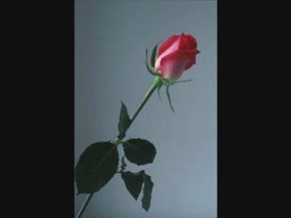 Ceylan - Sev (Aksam) 2007 kürtce