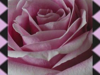 UNE ROSE D'ATMOSPHERE LES 3R