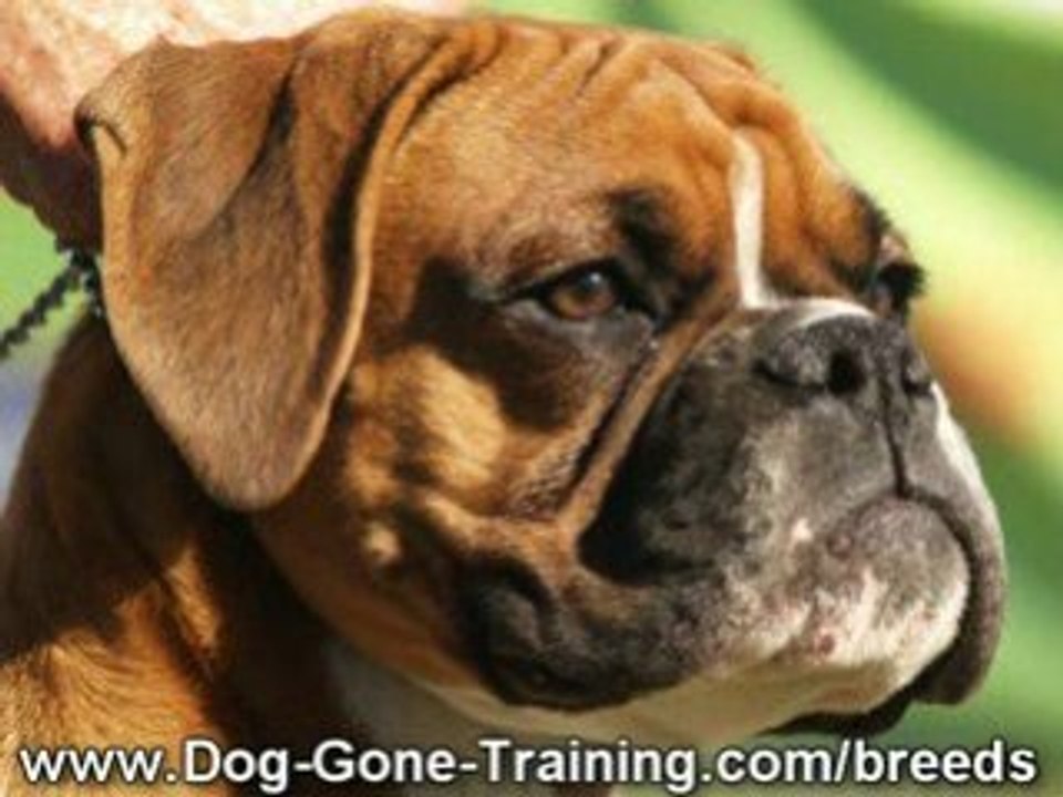 Boxer Training For Boxer Dogs and Boxer Puppies video Dailymotion
