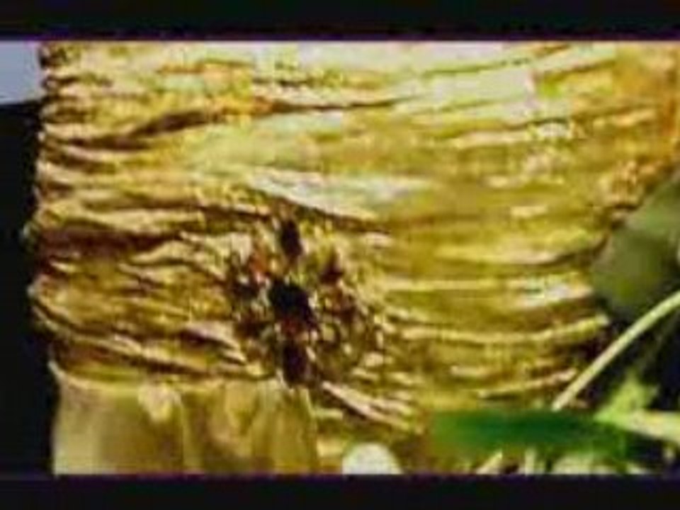 Koffi Olomidé - bord ezanga kombo - Grand pretre mère