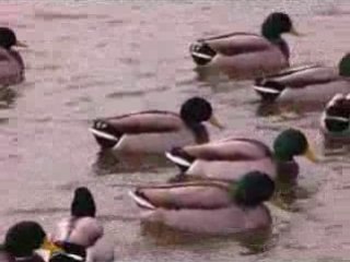 Le Canard Colvert