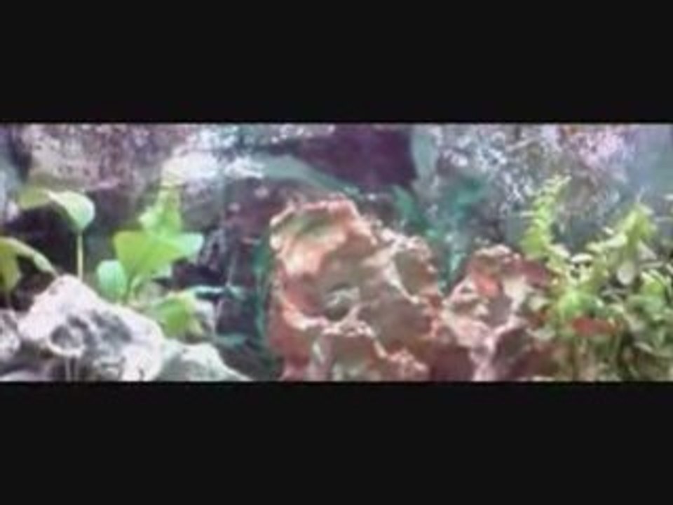 Aquarium