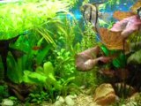 Il mio acquario