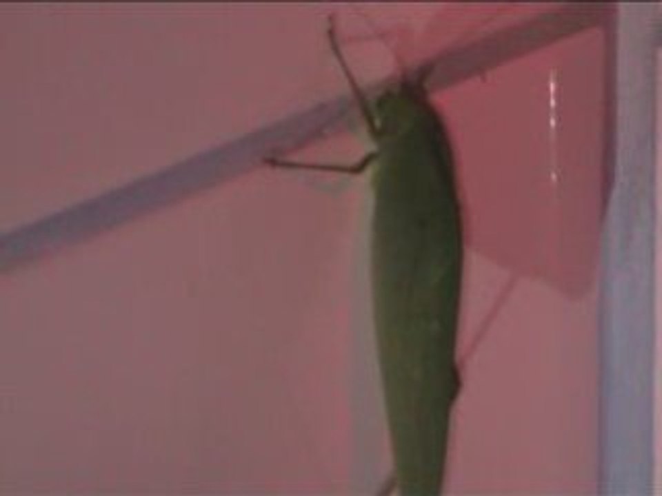 Lodge @Parc national de manu - Insectes dans la douche