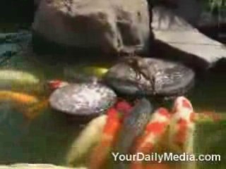 le canard et les poissons