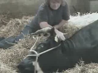 Une vache accouche ( sans trucages ) ;)