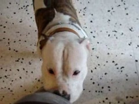 american staff s'amuse amstaff