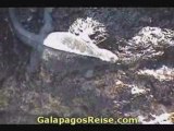 Galapagos islands cruise - Life in the rocks