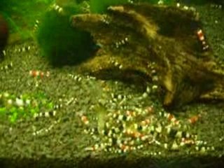 crystal red et crystal black