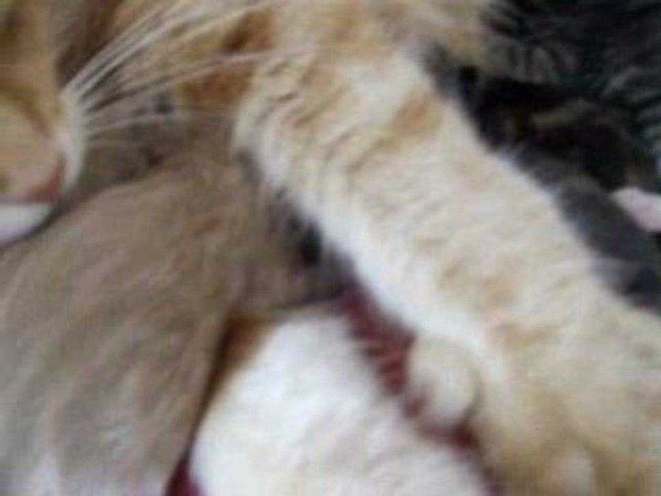 chatons vivi 2009