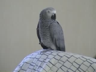 Tsuki est fachée c'est des bêtises