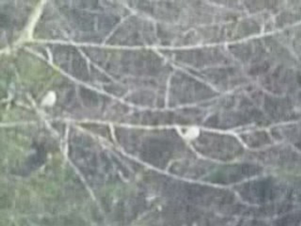 La Bourboule: Pigeons ramiers