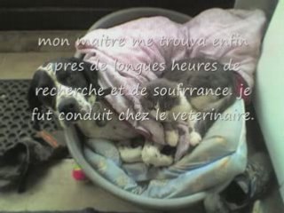 elliot un chien martyre