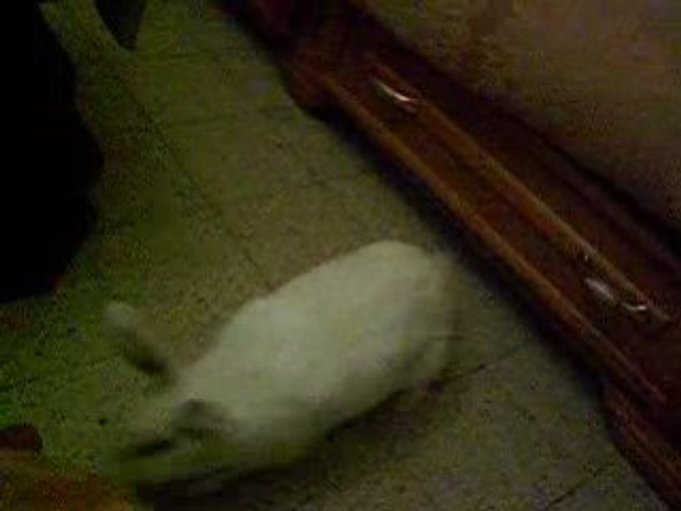 lapin