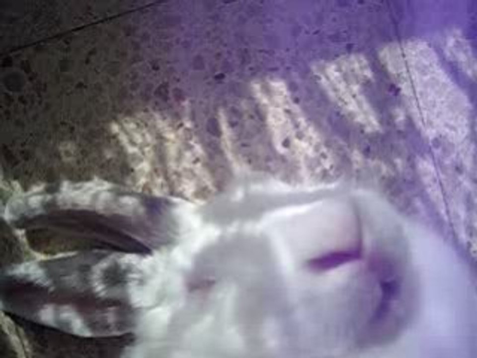 lapin