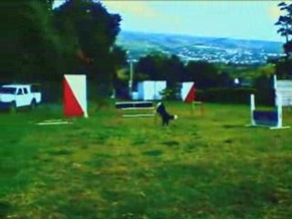 My Amazing Border Bebop 2nd birthday