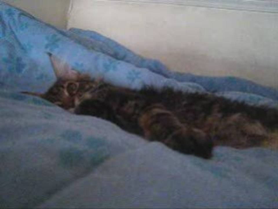 Chaton  ! =3