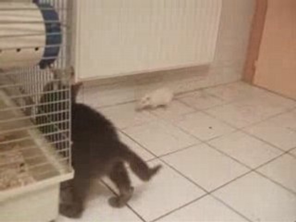 Cohabitation chat-rat