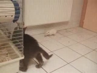 Cohabitation chat-rat